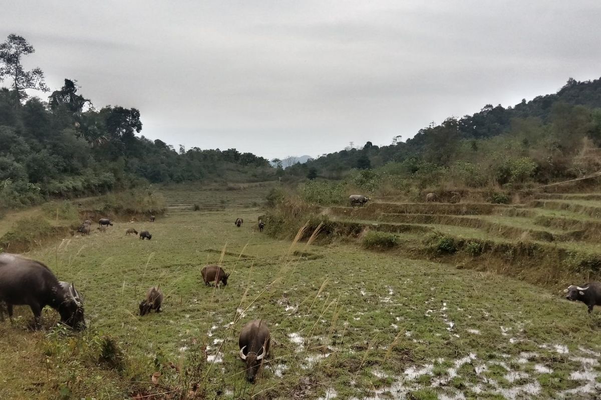 Discover the trail of Thon Tha - Khuoi My - Lung Vai Trail with Ha Giang Trail in northern Vietnam