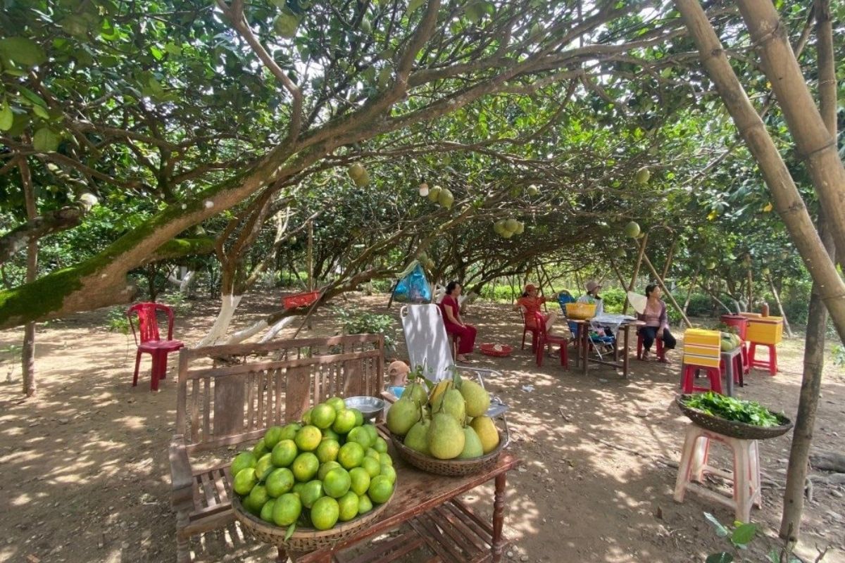 A local fruit garden