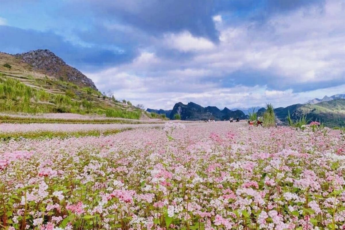 Buckwheat Flower Fields