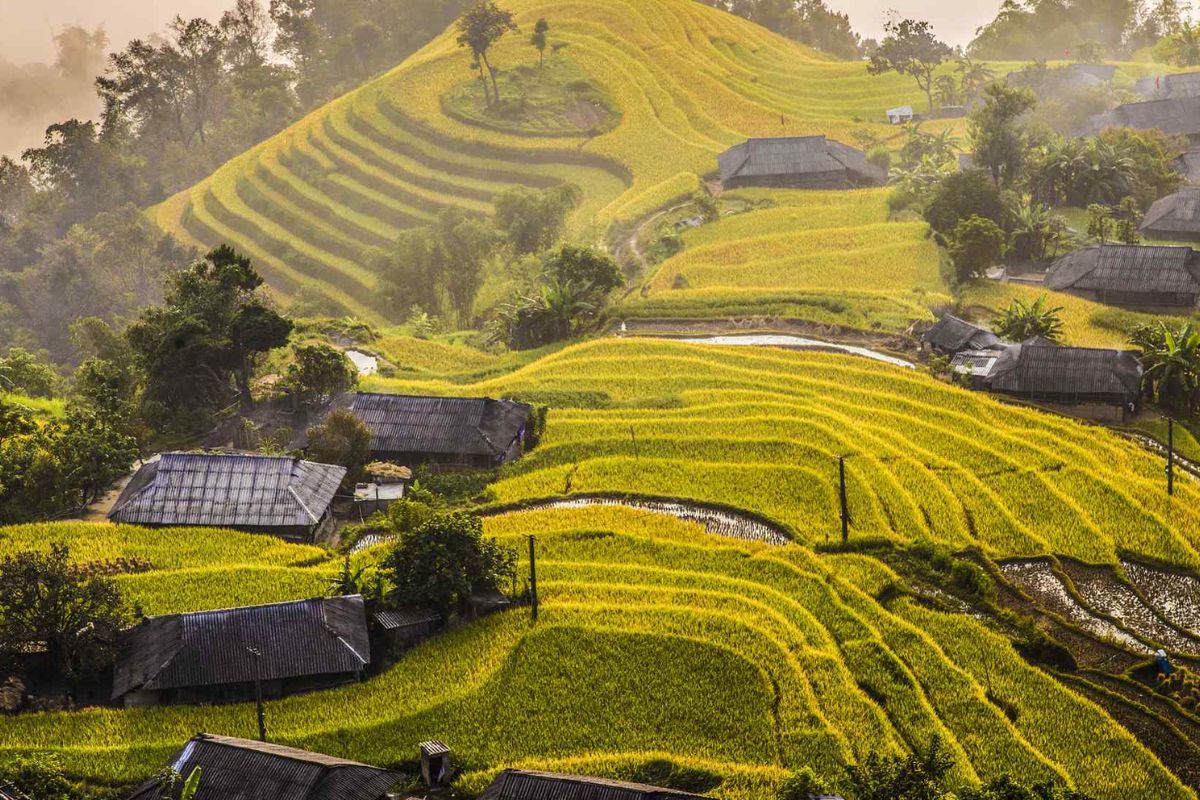 Hoang Su Phi Rice Terraces