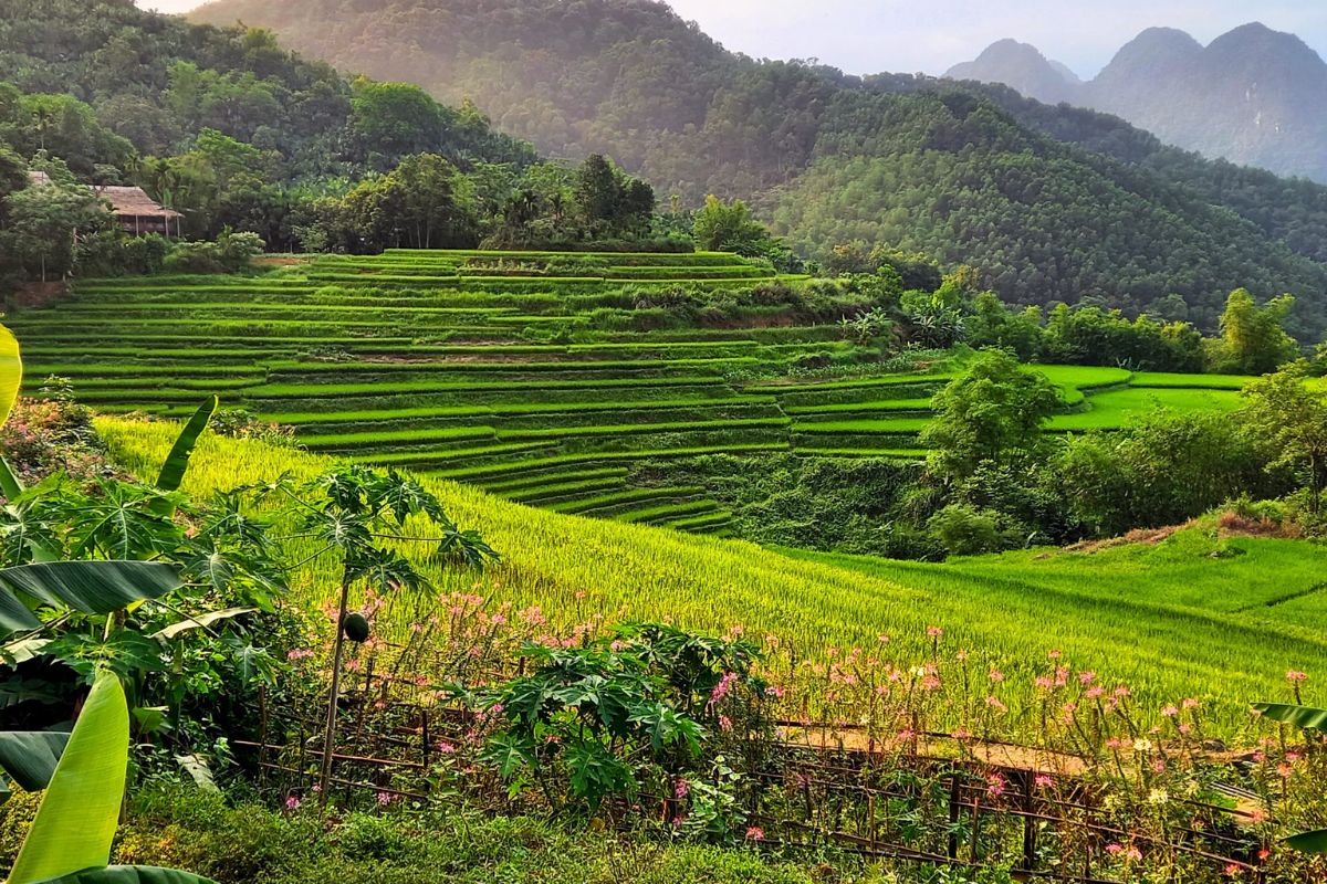 Pu Luong Nature Reserve