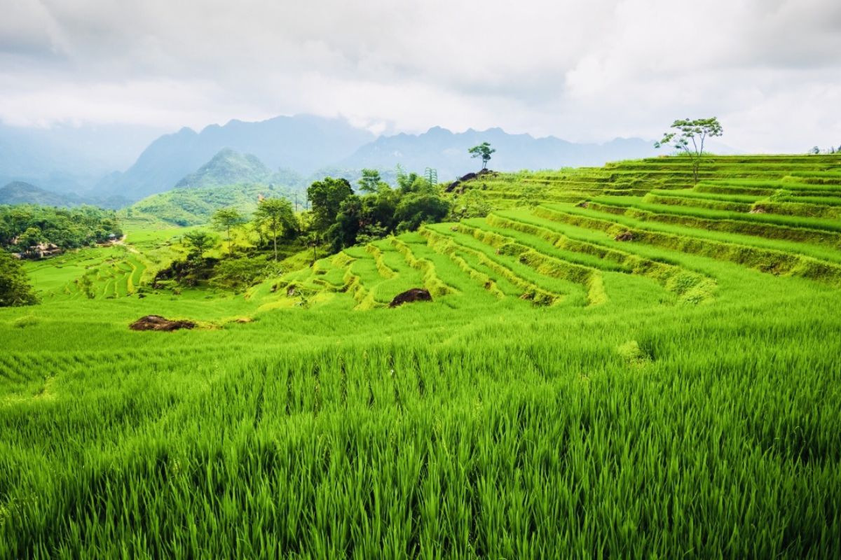 Pu Luong Rice Terraces