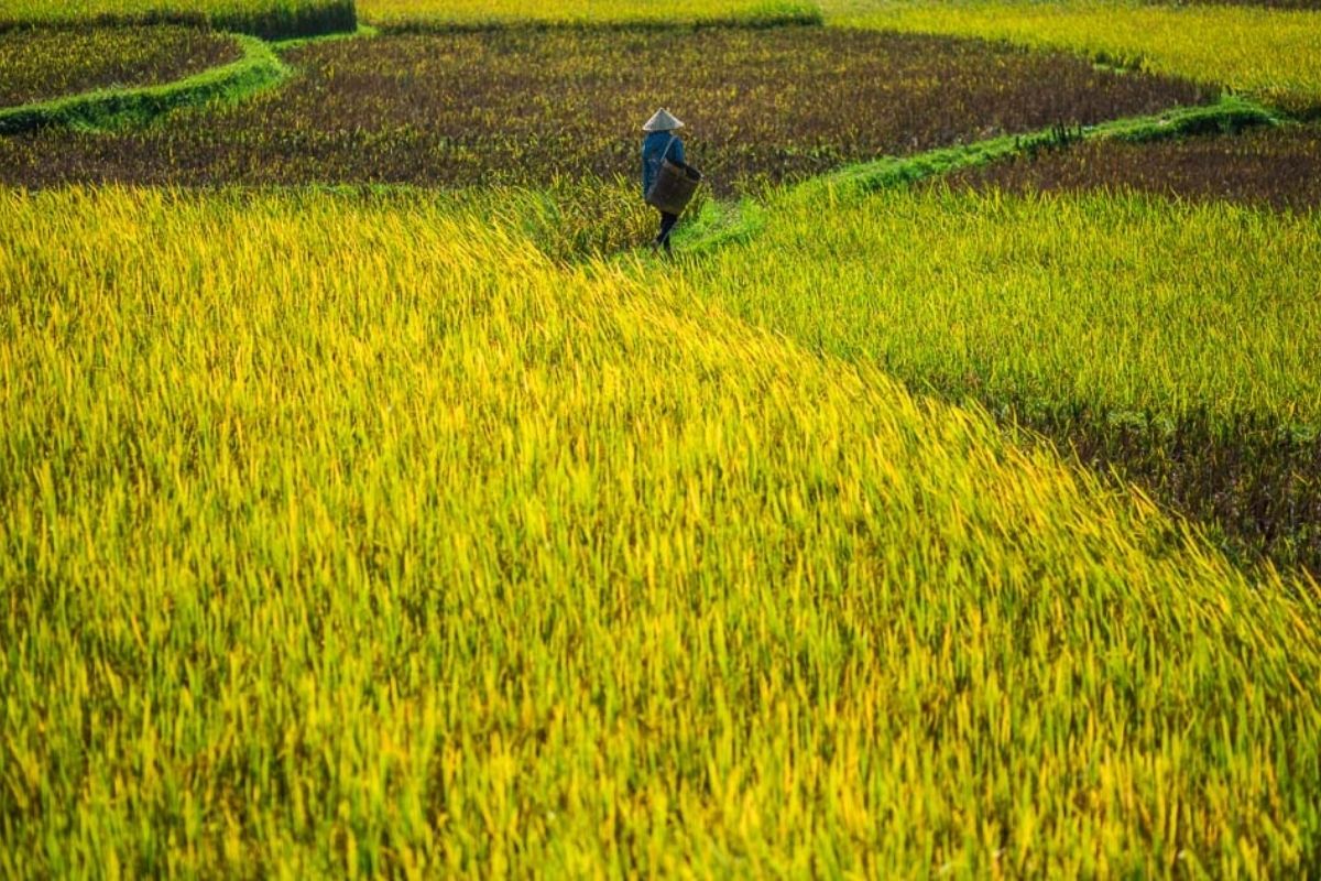 Farmers in fields 