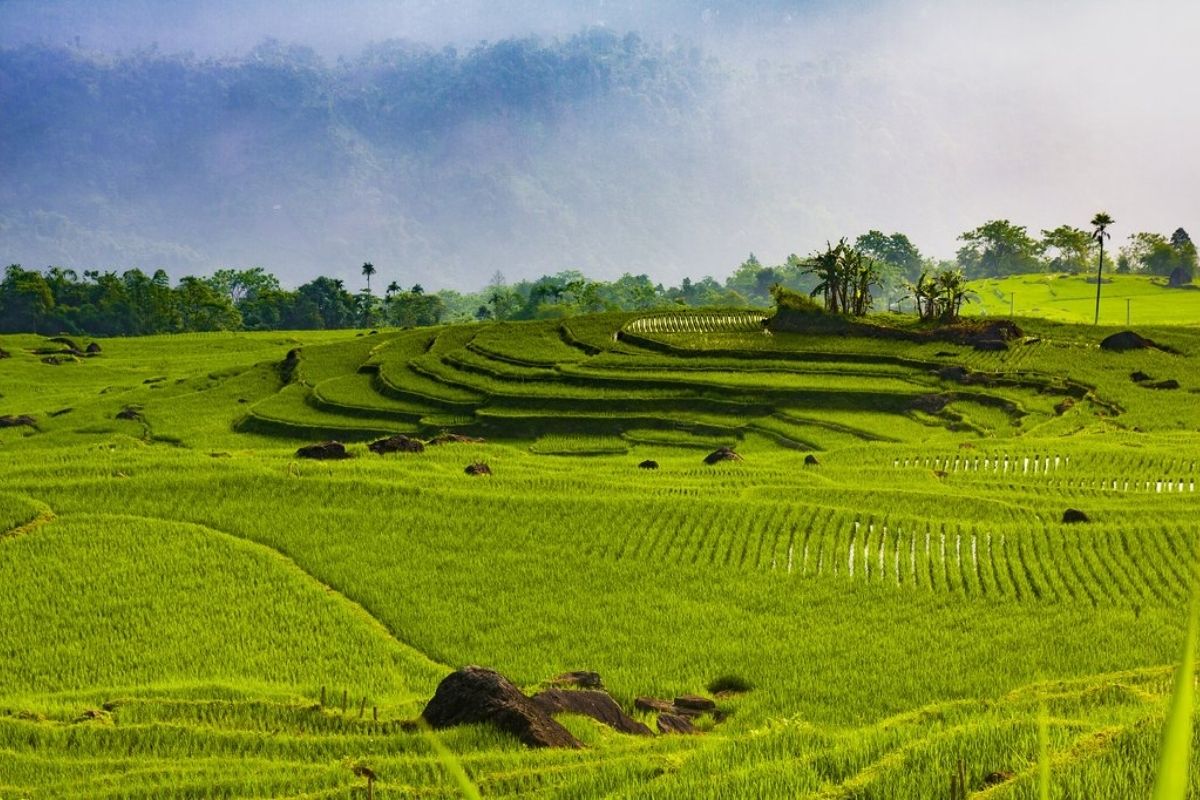 Experience serene rice fields with Pu Luong offbeat trekking tour 2 days 1 night