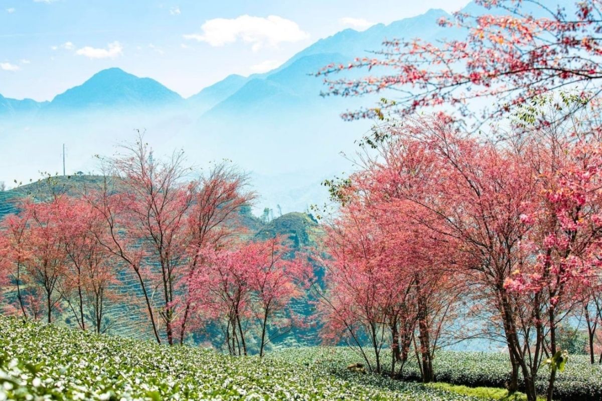 Discover how Sapa temperature with Spring in Sapa 