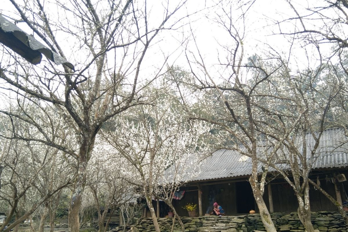 Explore Ta Van Village Sapa in December