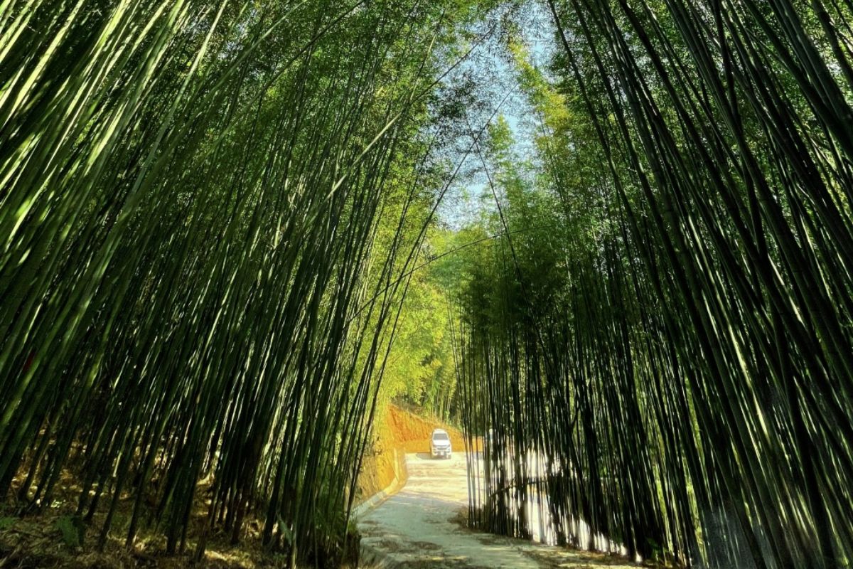 Tu Le Bamboo Forest