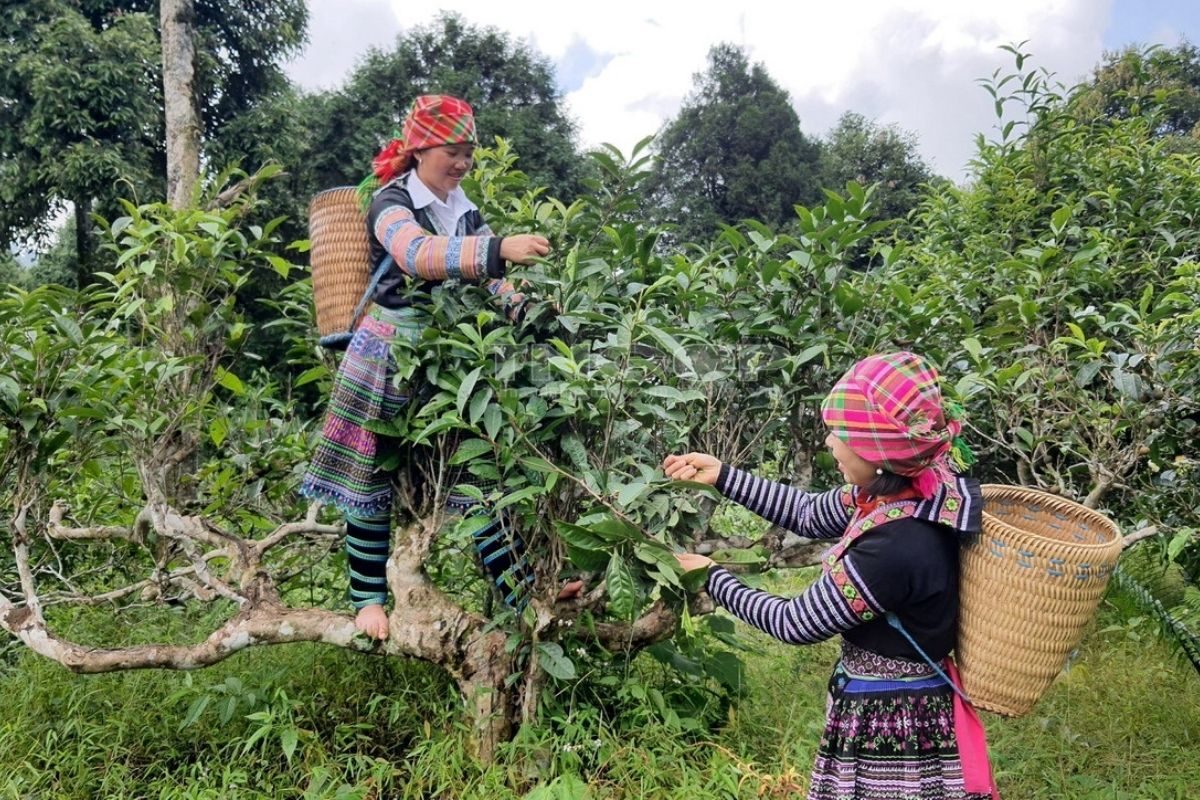 Suoi Giang Tea Hills