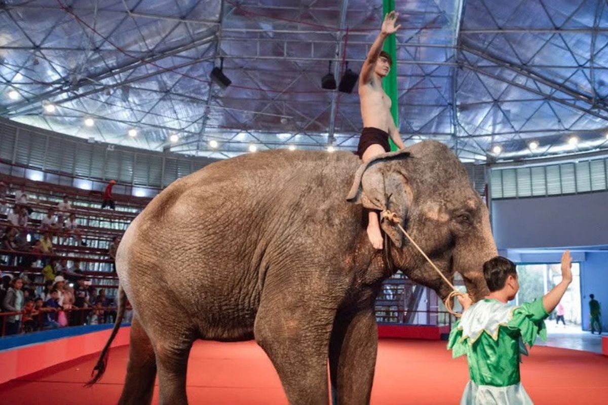 Animal Circuses at Gia Dinh & Dam Sen