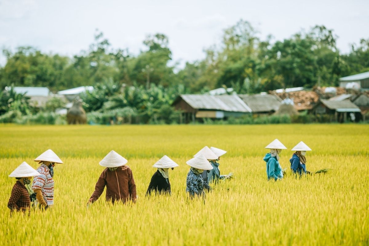 Golden Rice Fields at Harvest with Mai Chau in November