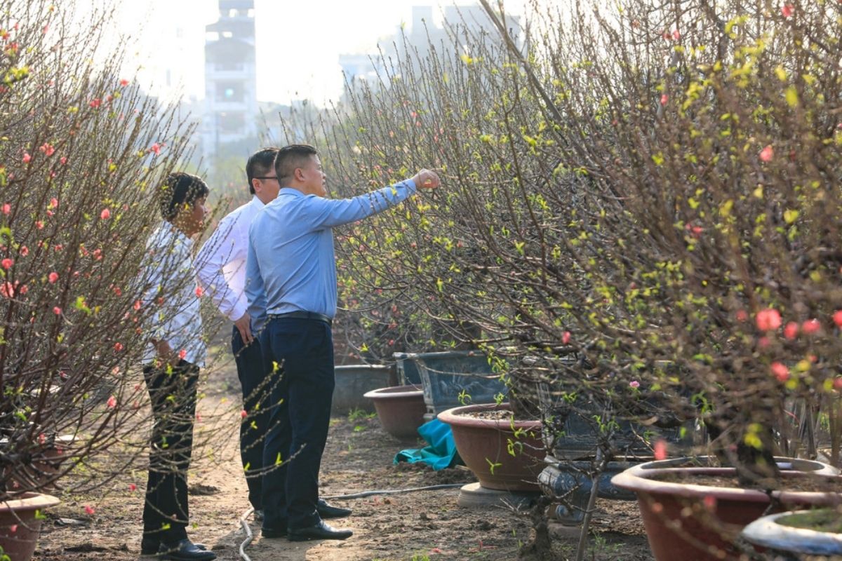Nhat Tan Peach Garden with Hanoi in temperature january