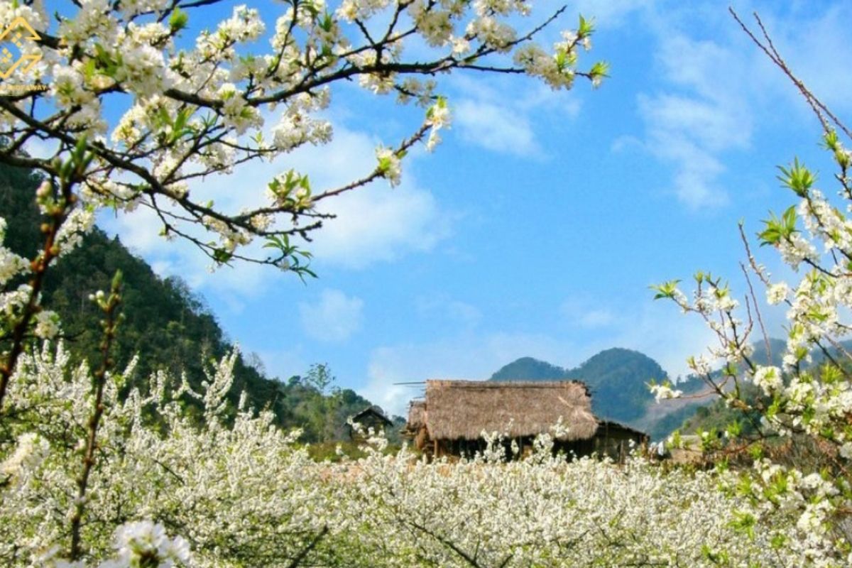 Blooming Flowers Across the Hills