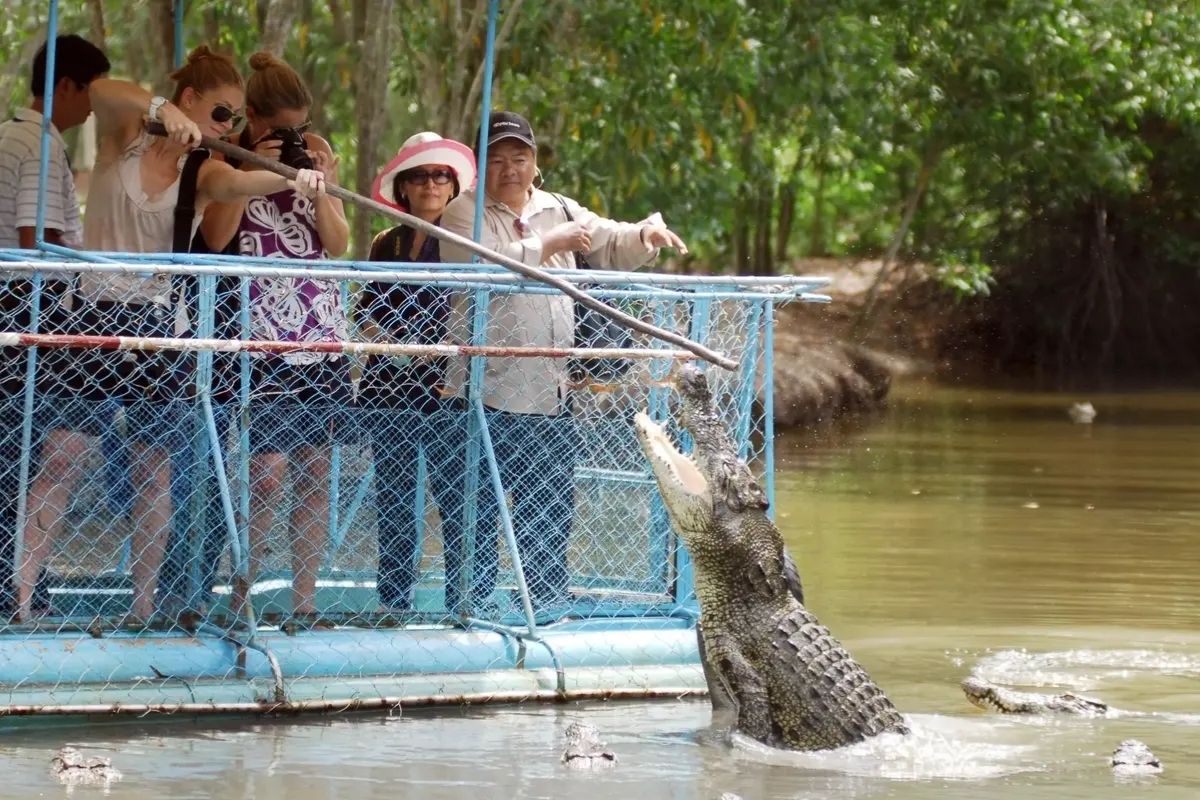 Crocodile Feeding at the Wildlife Center