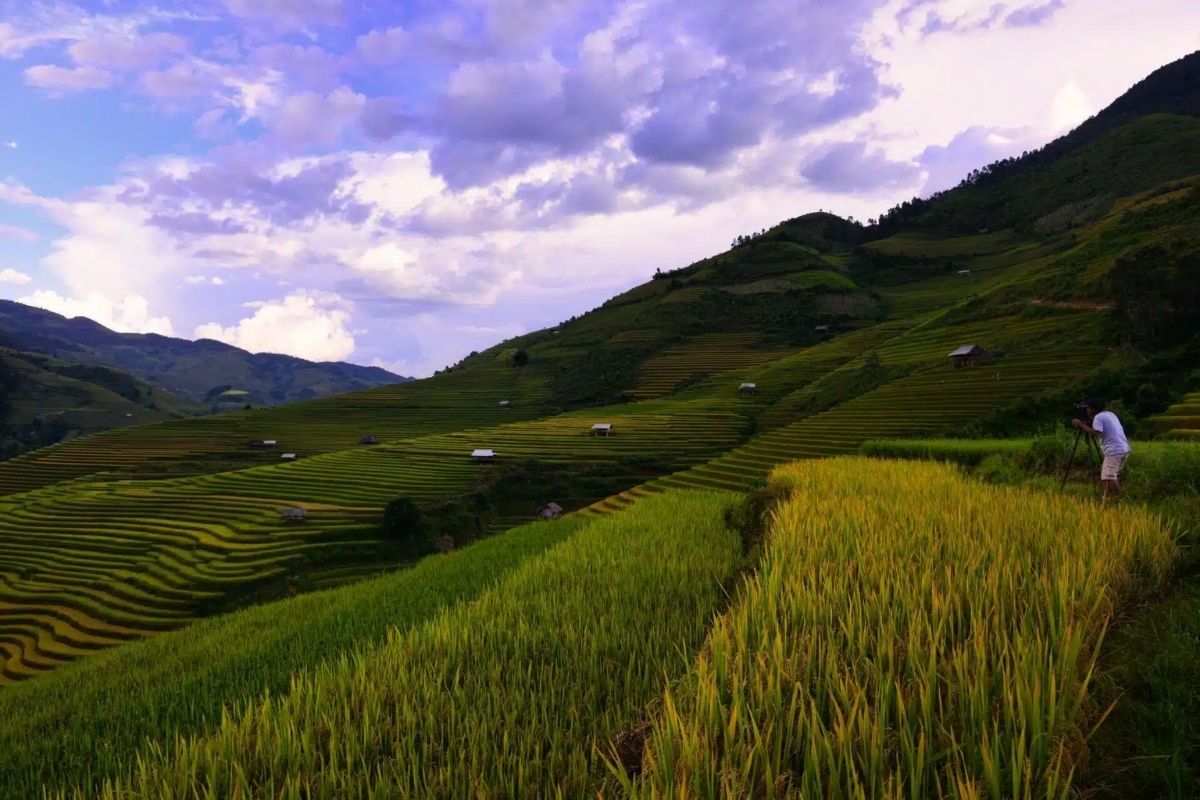 Raspberry terraced fields with Mu Cang Chai Day Tour