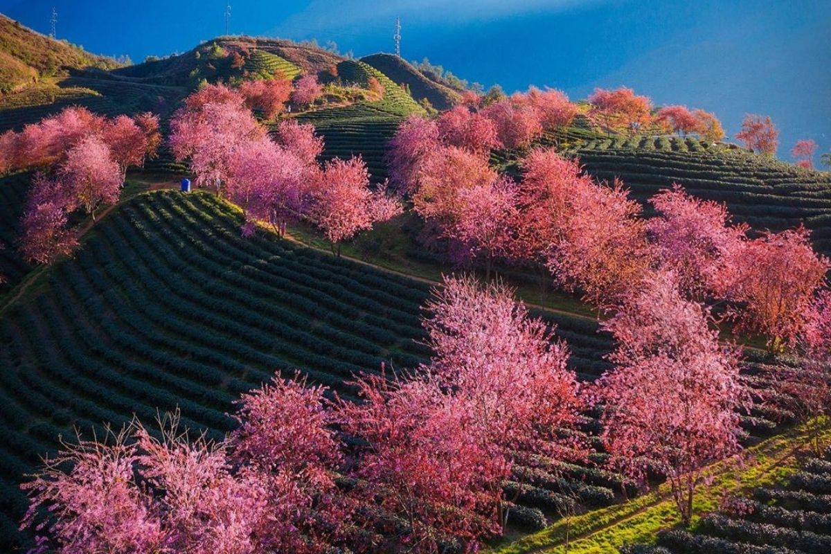 Terraced fields glow through February fog