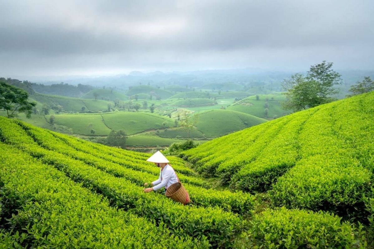 Explore rice terraces & culture with our ultimate Mu Cang Chai Itinerary—Thanh Son Tea Hills