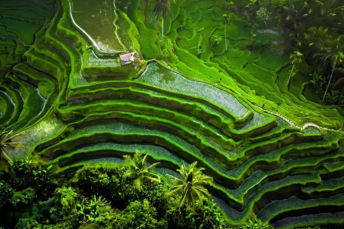 Pu Luong in summer rice terraces