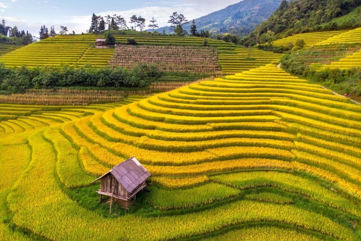The Legacy of Rice in Vietnamese