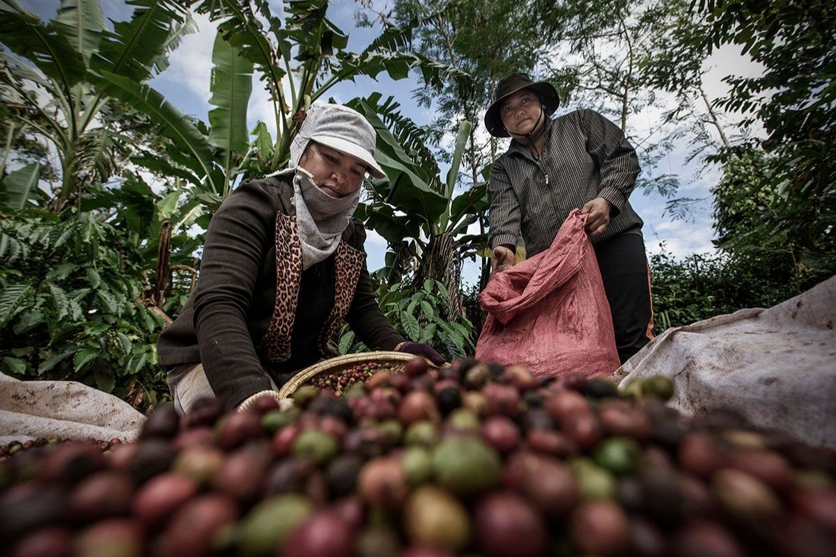 Ethical Coffee Farming