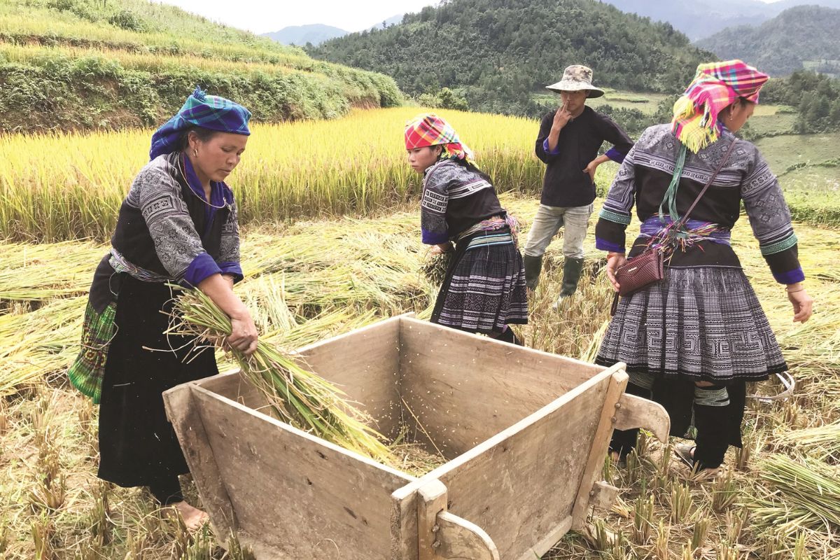 Harvesting Golden Rice With Ancient Tools