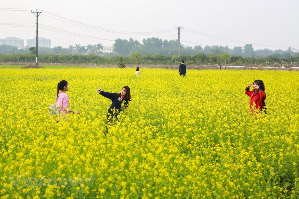 Mustard Flower Photography