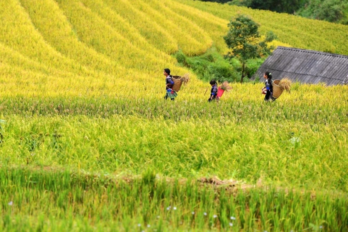 Mu Cang Chai in The Harvesting Season