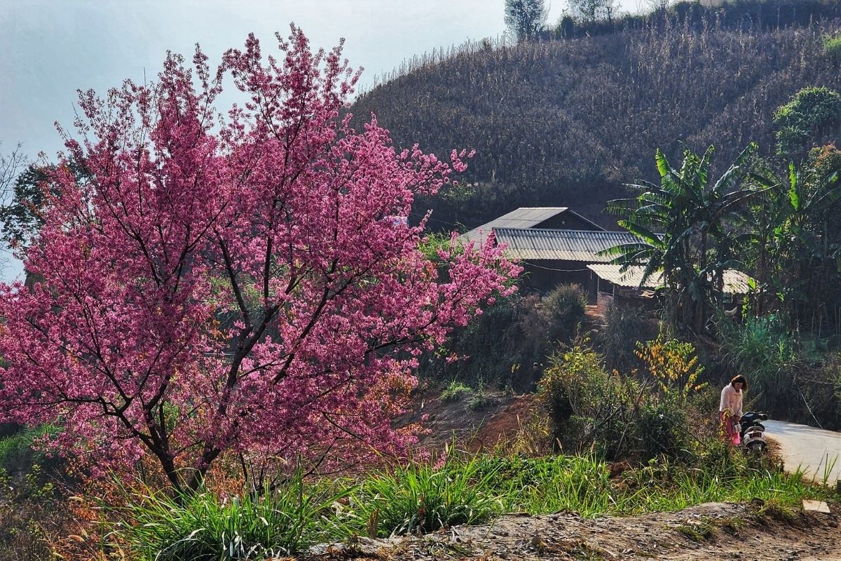 Witer Peach Blossoms Bloom in De Xu Phinh