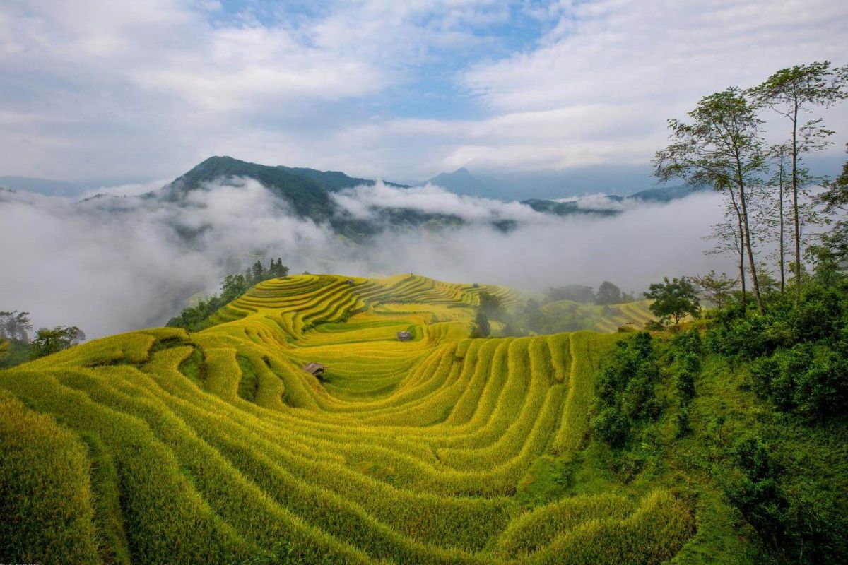 Terraced Fields Blanketed in Mu Cang Chai