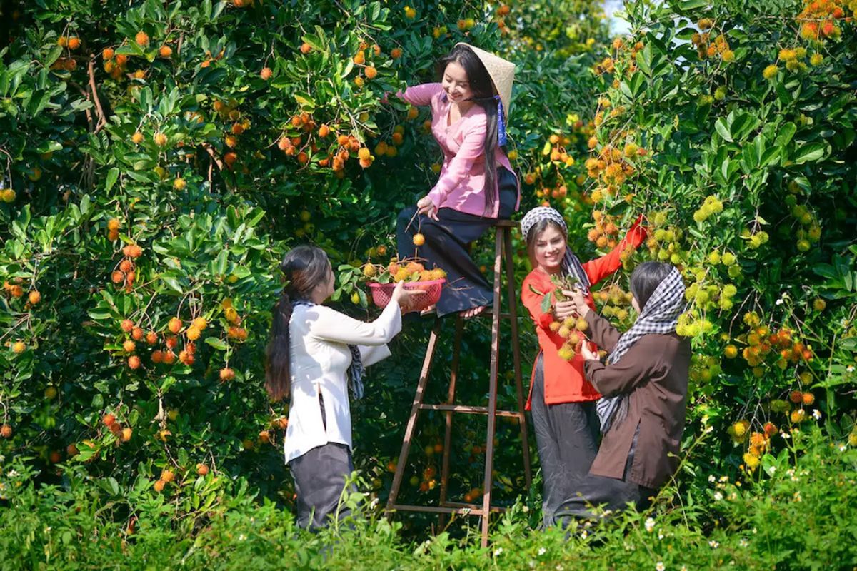 Tan Phu Orchards