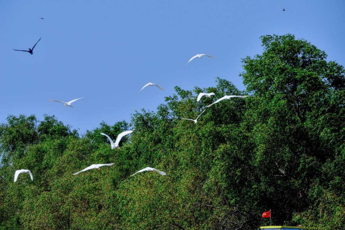 Visit Vam Ho Bird Sanctuary, Ben Tre