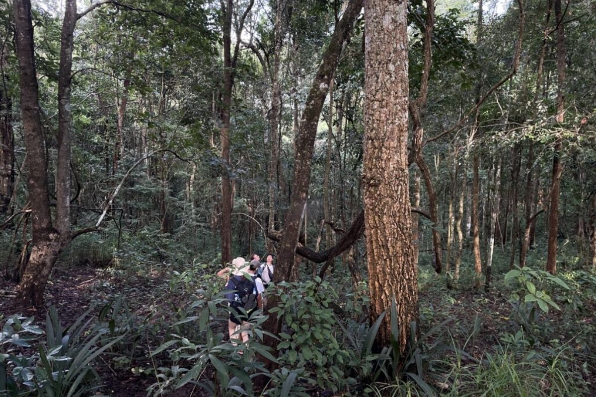 Trekking Through Chiang Mai's Northern Woods