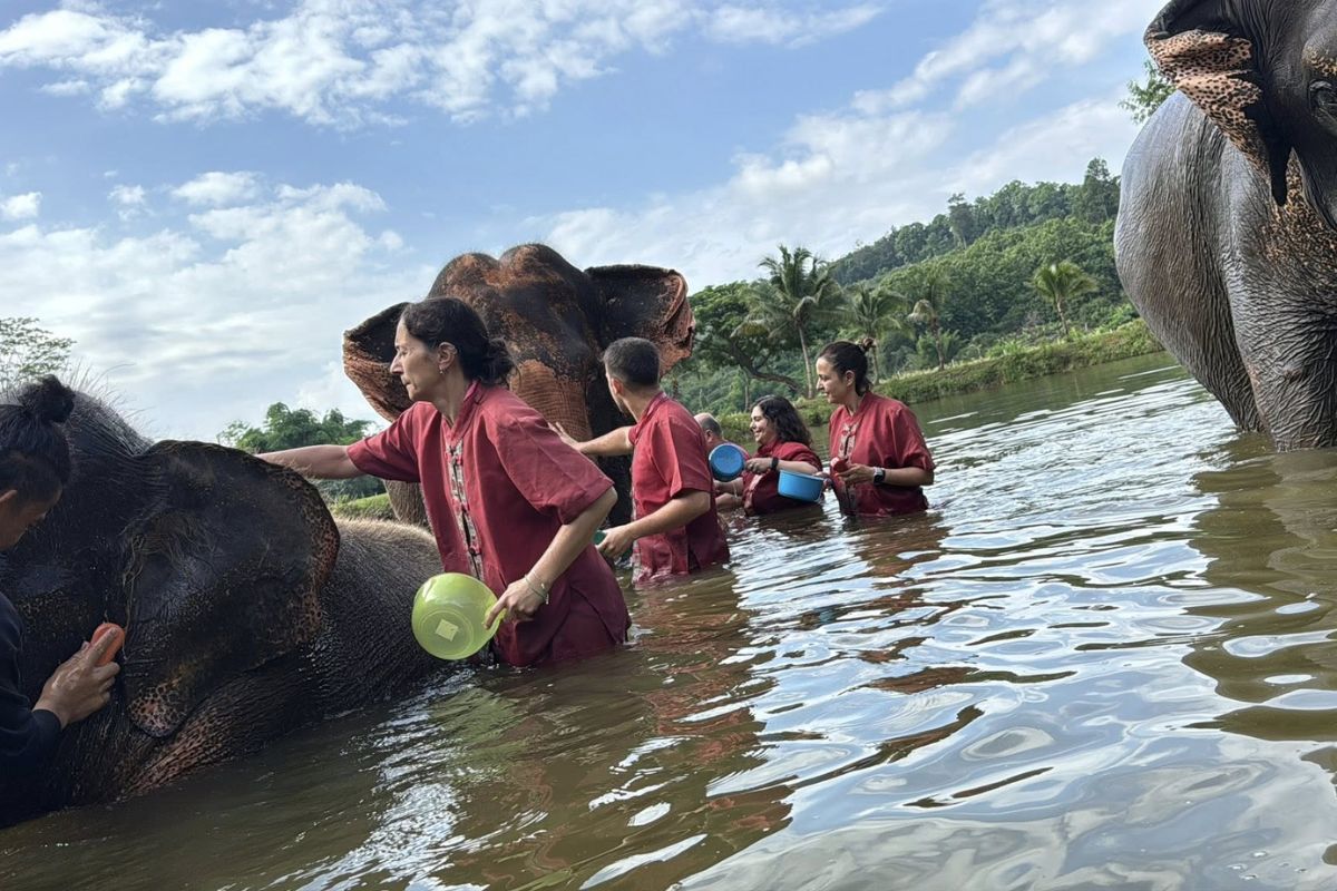 Elephant Rescue Park - 7 days Thailand tour 