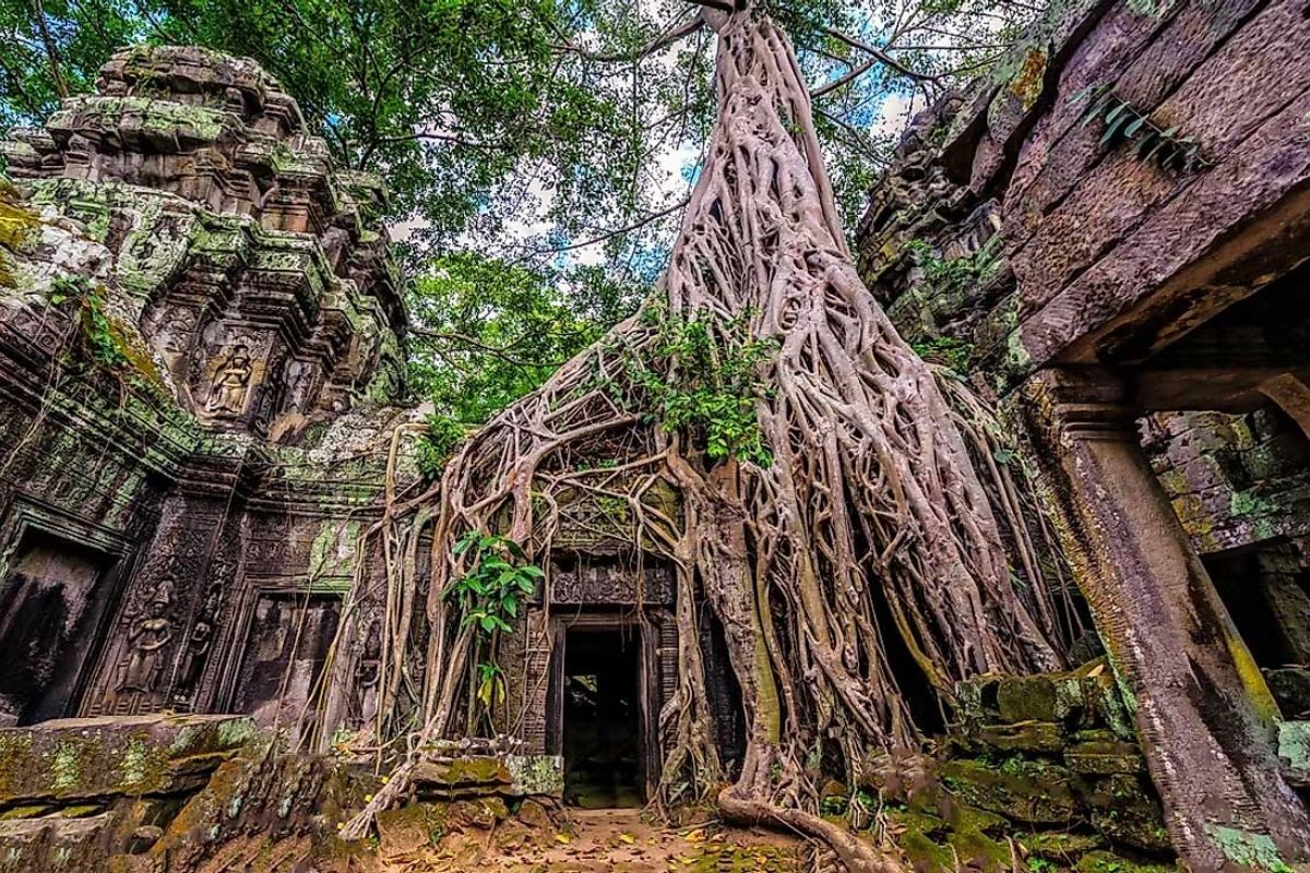 The Jungle Canopy Above at Ta Prohm Tour