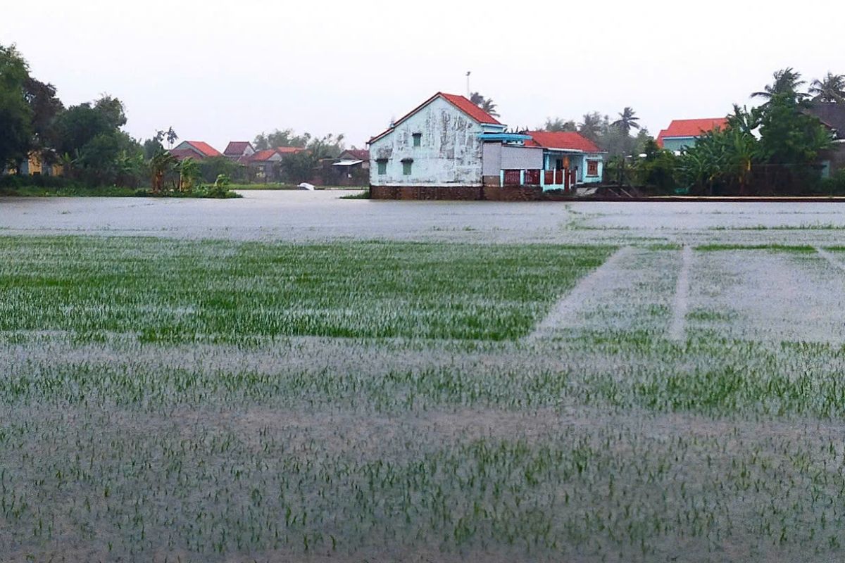 August: Peak Rains on Gleaming Rice Fields