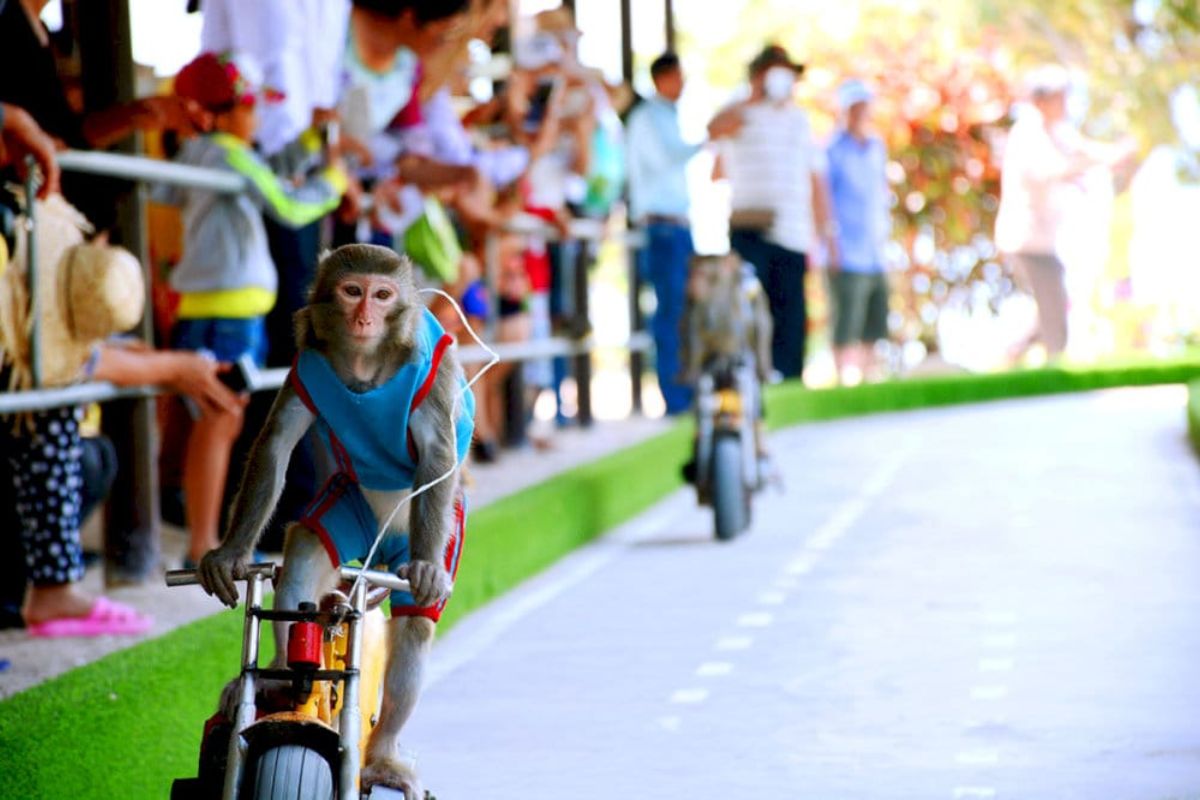 Monkey Circus & Cultural Shows