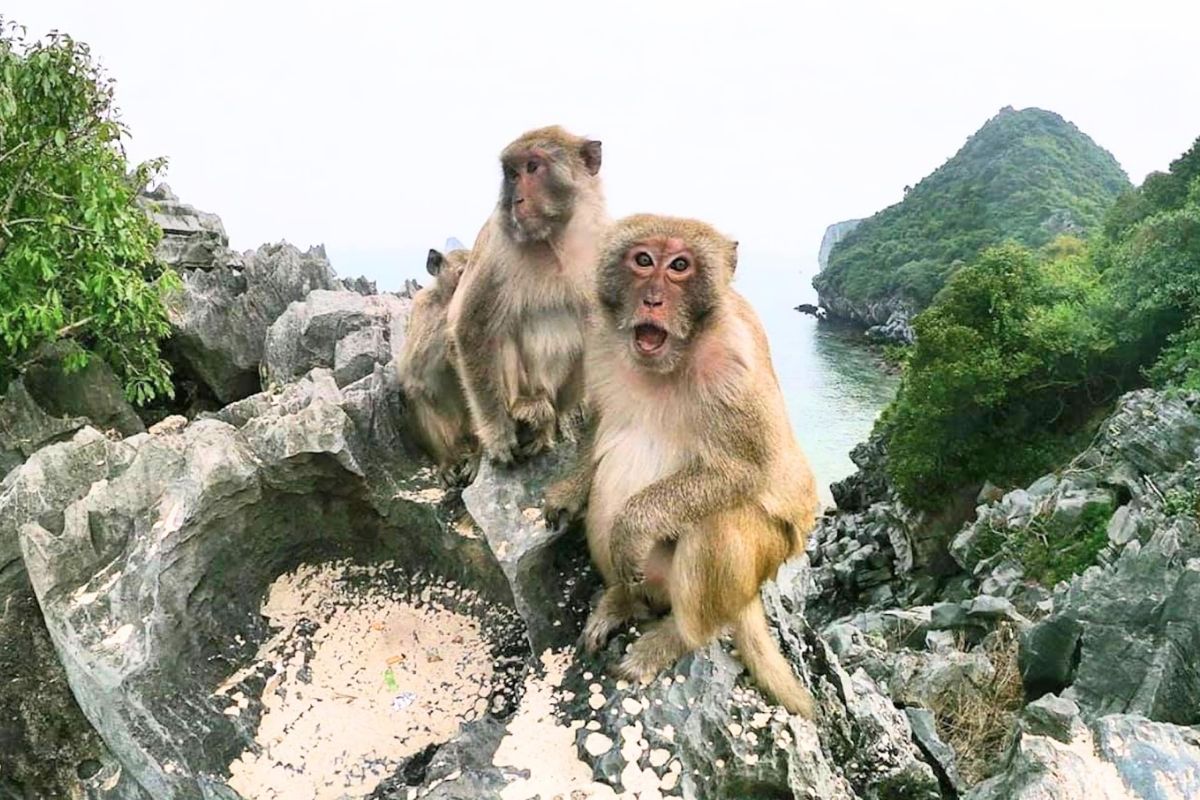 Meet the Monkeys at Monkey Island Vietnam