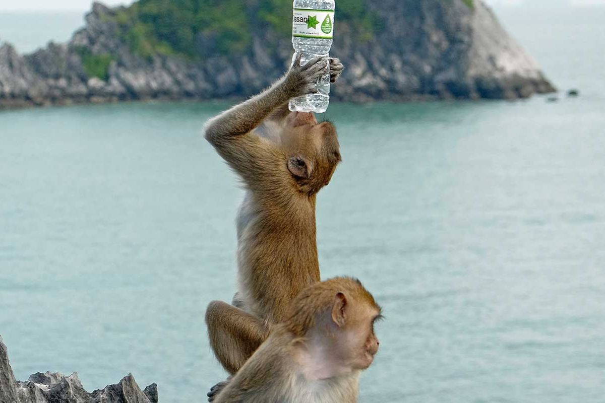 Monkey Island Cat Ba