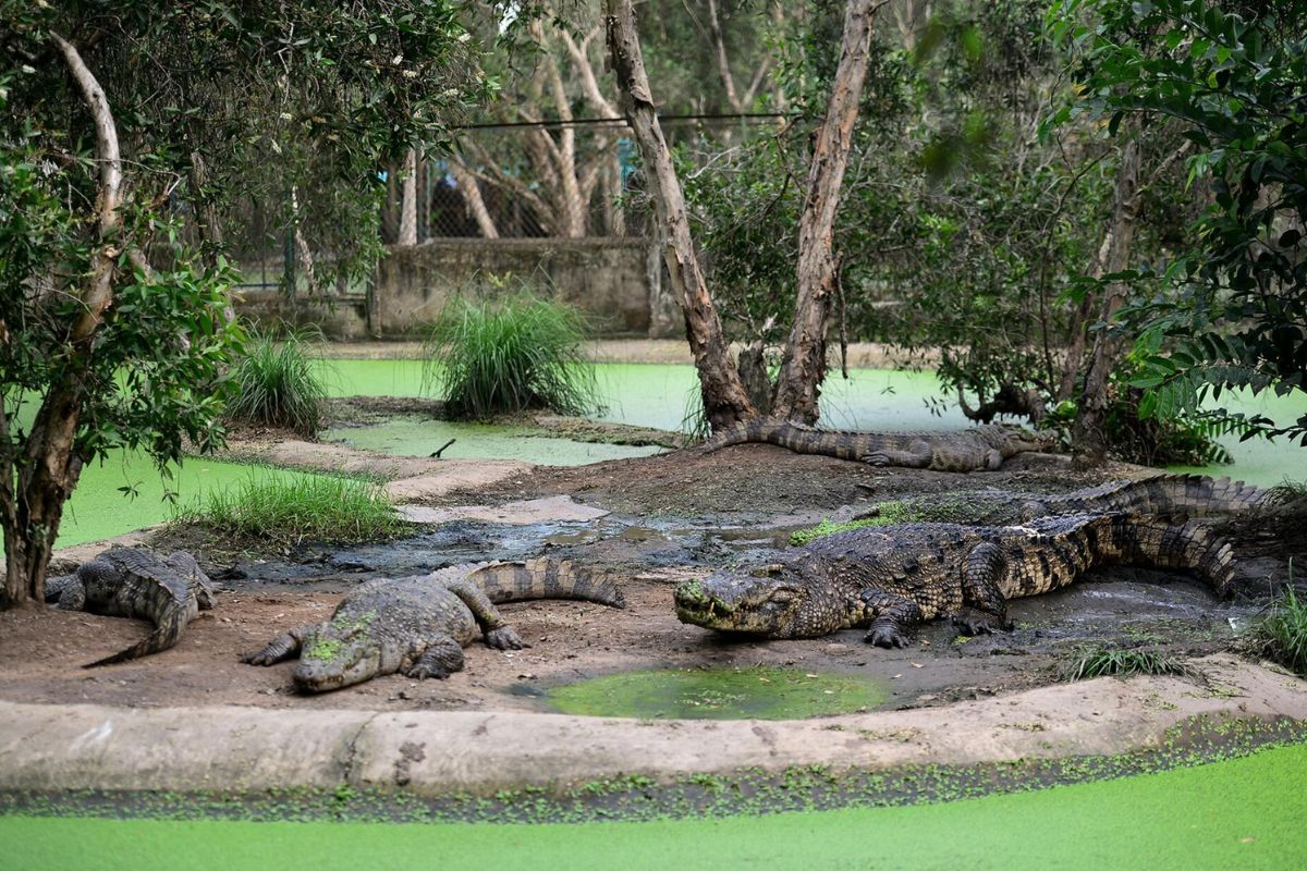 Hoa Ca Farm - Crocodile Village