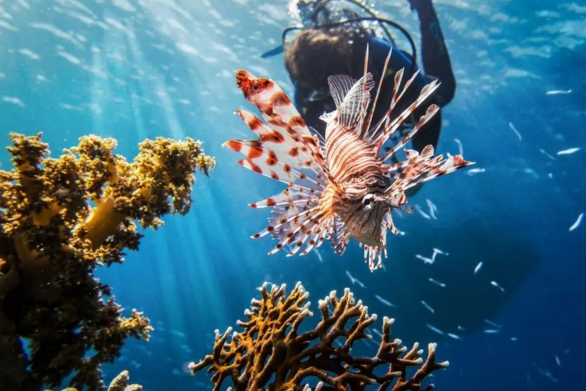 Koh Tao Island - Diving Tours Thailand