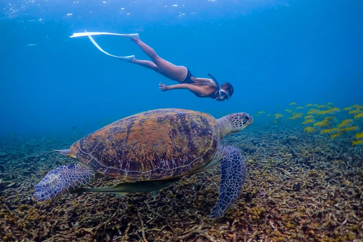 Diving At Koh Tao With Diving Tours Thailand