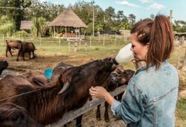 Buffalo Dairy Farm