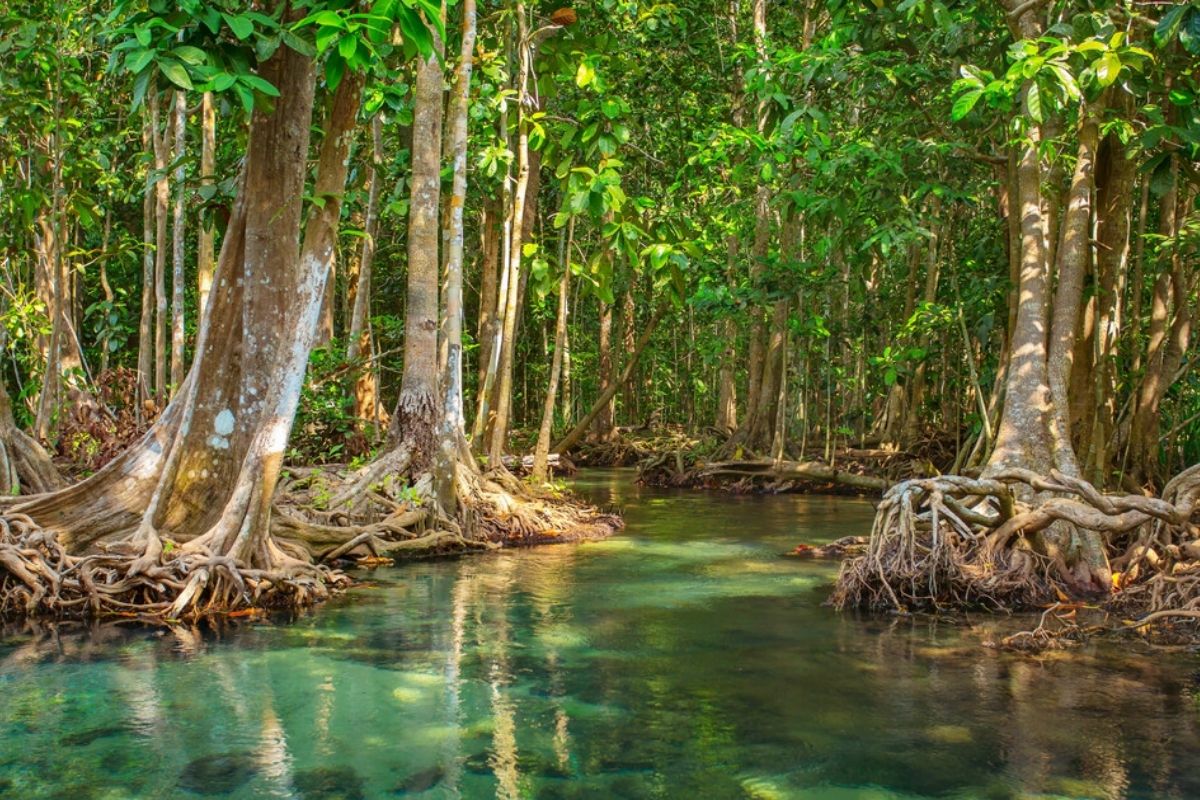 Vam Sat Ecological Area - Can Gio Beach