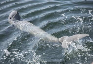 Irrawaddy Mekong Dolphin