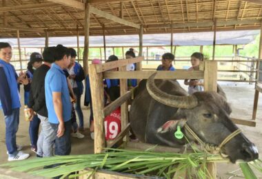 Buffalo Dairy Farm