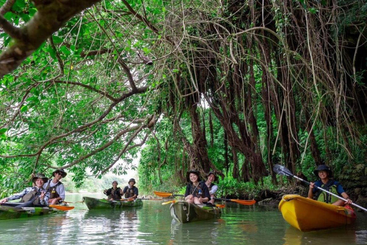 Paddle Inside The Mangrove Forest