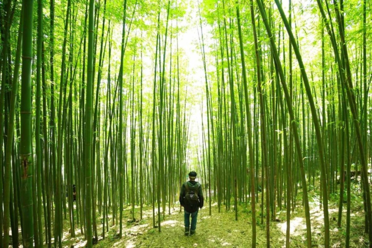 Bamboo Forest