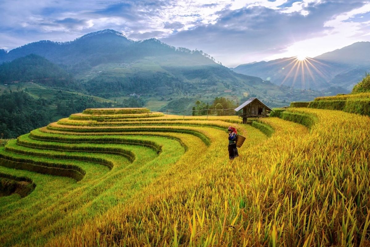 Mam Xoi Hill - Mu Cang Chai in May
