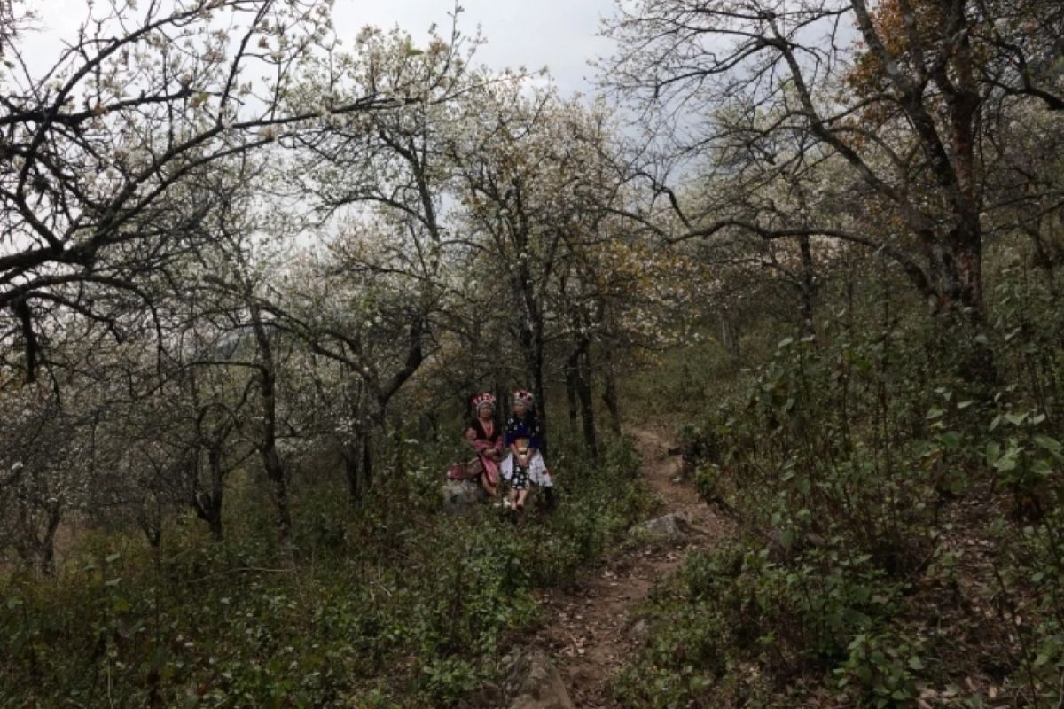 Trek Among Flower Hills