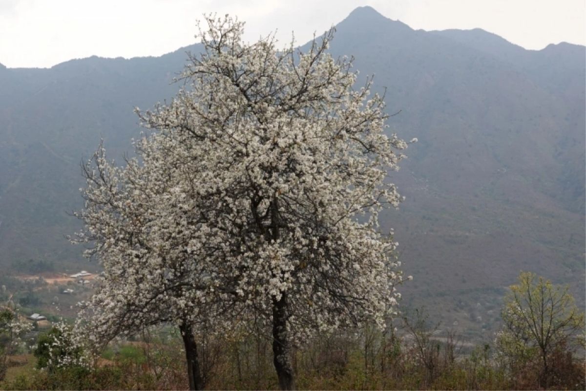 Son Tra Flowers Bloom All March - Mu Cang Chai with White Flower