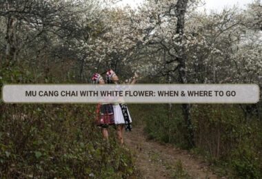 Mu Cang Chai with White Flower